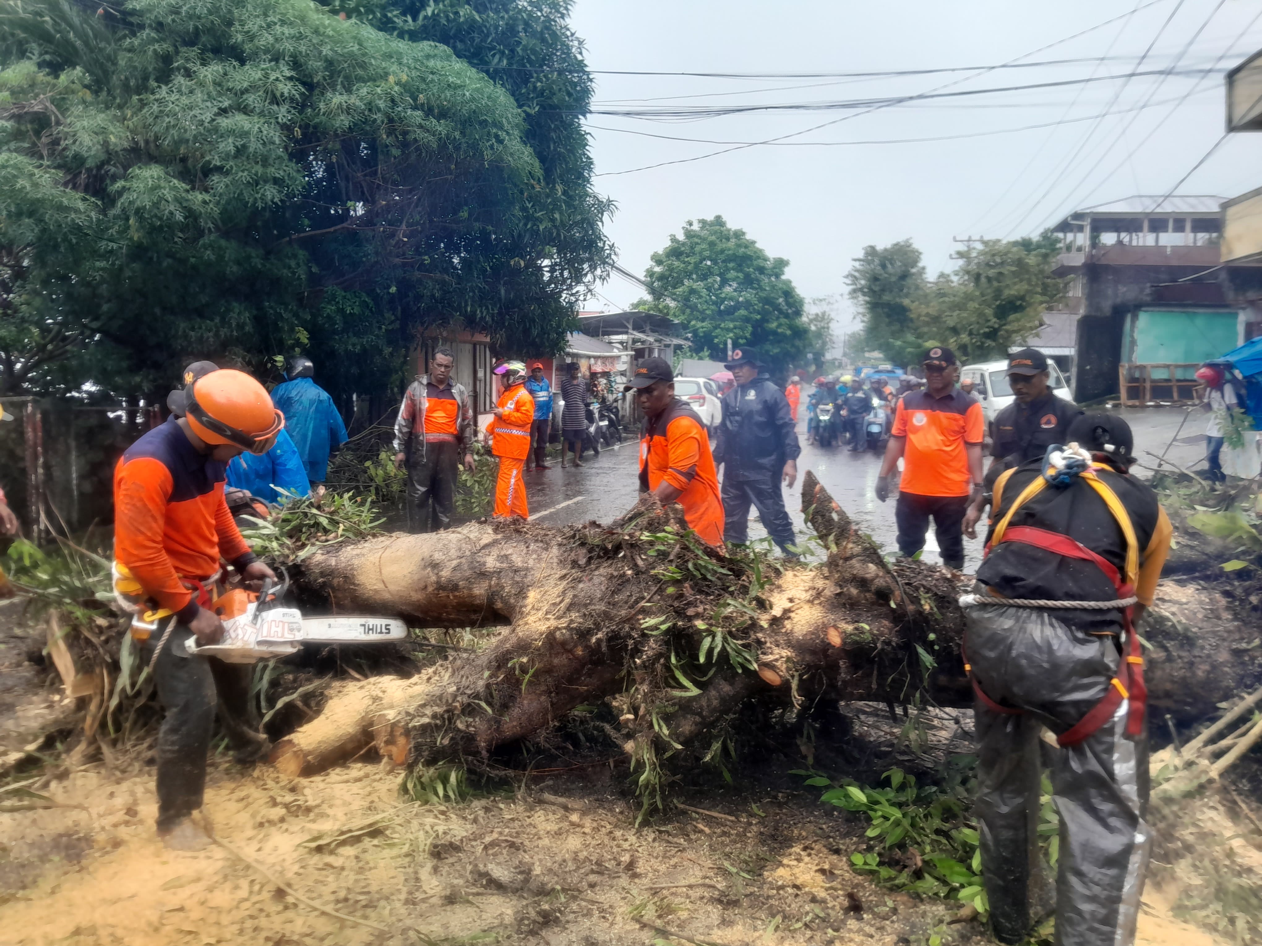 Ancam Keselamatan Warga, Pemkot Tebang Pohon di Sejumlah Titik 